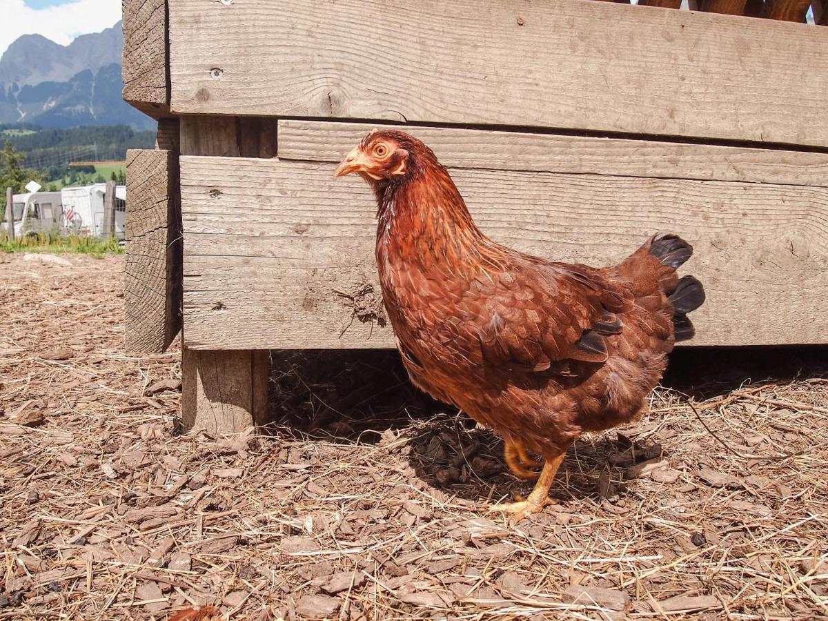 Biobauernhof Stegerbauer Διαμέρισμα Maria Alm am Steinernen Meer Εξωτερικό φωτογραφία