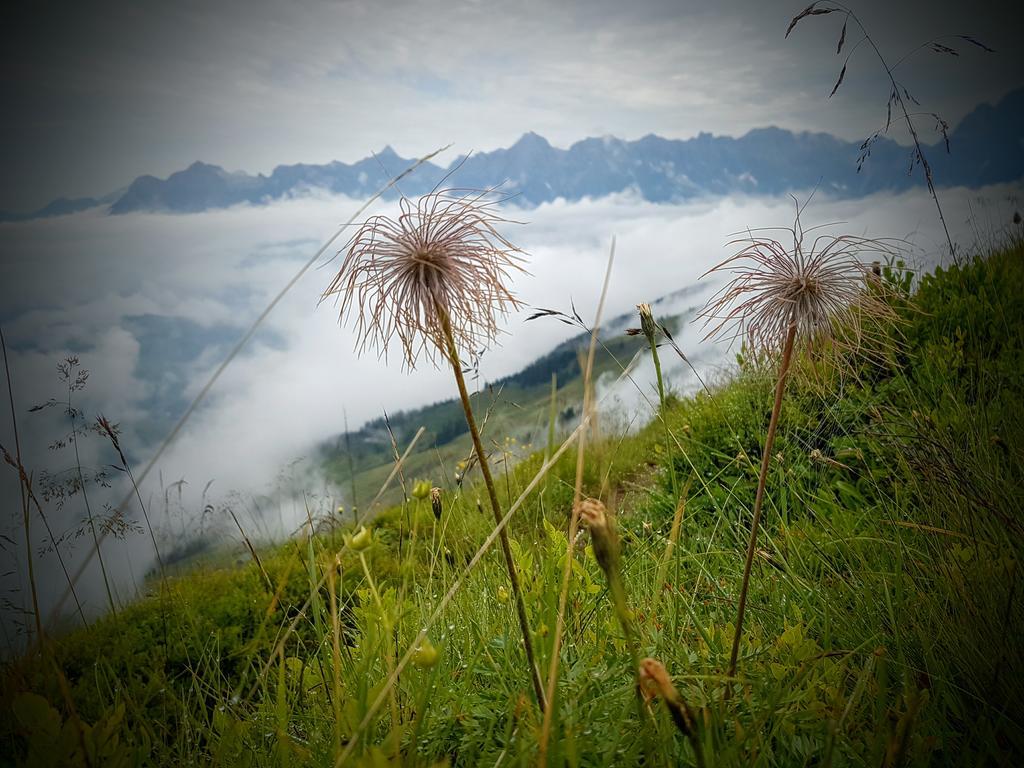Biobauernhof Stegerbauer Διαμέρισμα Maria Alm am Steinernen Meer Εξωτερικό φωτογραφία